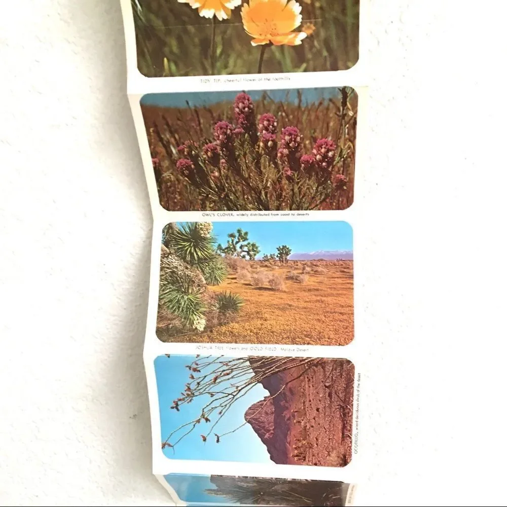 Vintage California wildflower postcard set‎